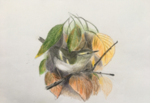 Nye trækmønstre for hvidbrynet løvsanger