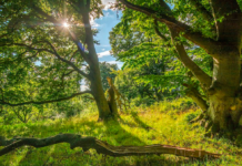Danmark har brug for en lov om biodiversitet