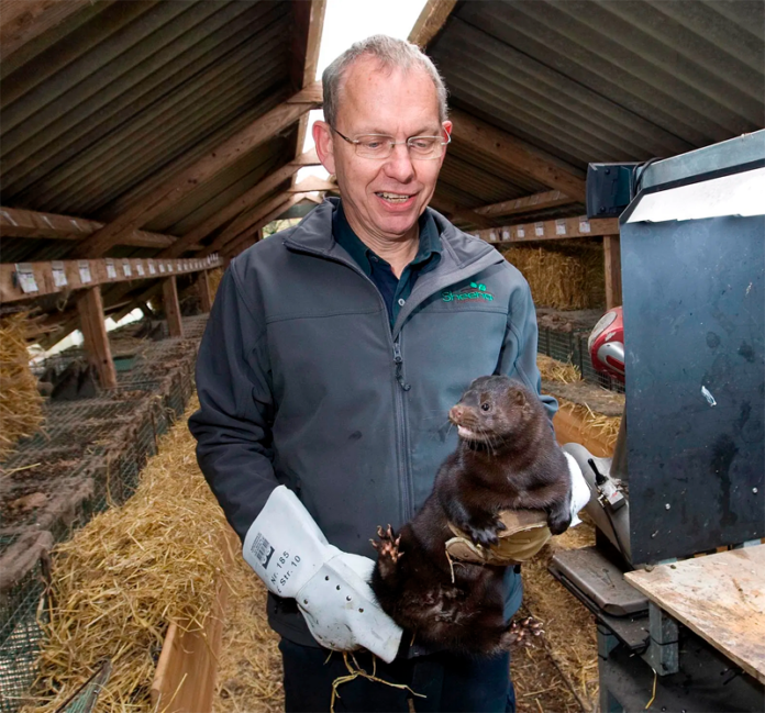 Martin Merrild mink
