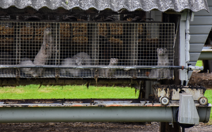 agro mink 20-11-09
