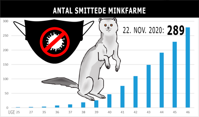 minkfarme smittede 20-11-22