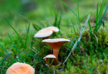 Svampe har et overset klimapotentiale