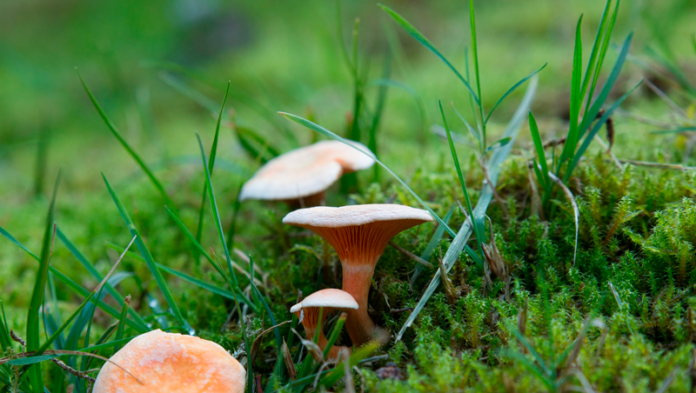 natur svampe