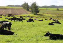 Skattereform kan skabe grøn omstilling af landbruget