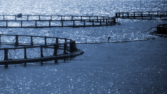 havbrug 8457