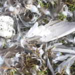 natur Resterne af en krikand, sikkert sat til livs af en vandrefalk