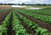 Fortidens ærter og bønner gør comeback i plantebaseret mad