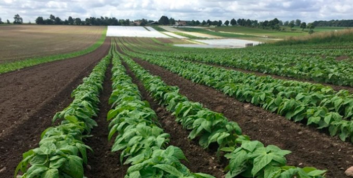 organic bønner Svanholm