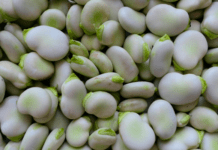 Hestebønner skal dyrkes som alternativ proteinkilde til soja