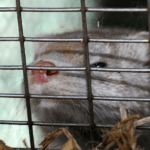 agro mink 1069