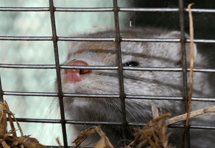 agro mink 1069