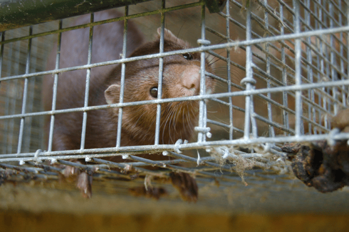 agro mink