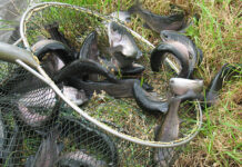 Ny tilskudsordning på 37 mio. kr. skal sikre grønne fisk