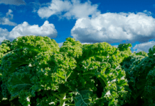 Kål er gudernes gave til krop og sundhed