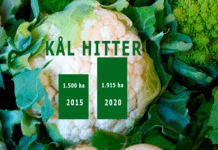 Blomkål, broccoli og grønkål hitter på danske middagsborde