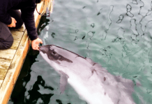 Vilde marsvin udnyttes kommercielt af havcenter