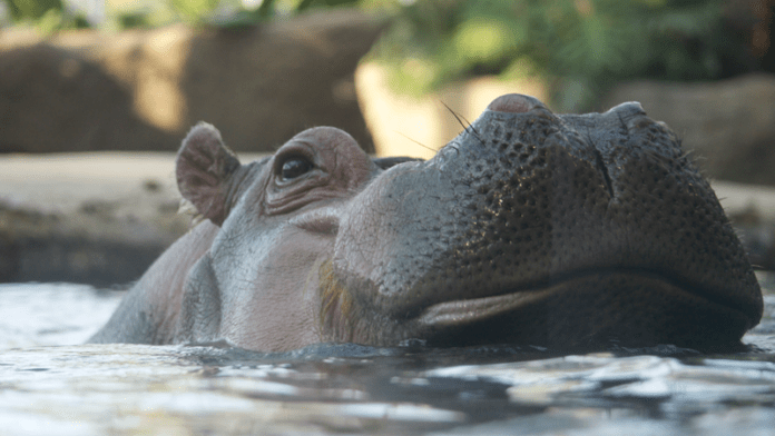 natur flodhest zoo