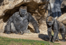 Gorillaer i Californien smittet med corona-virus