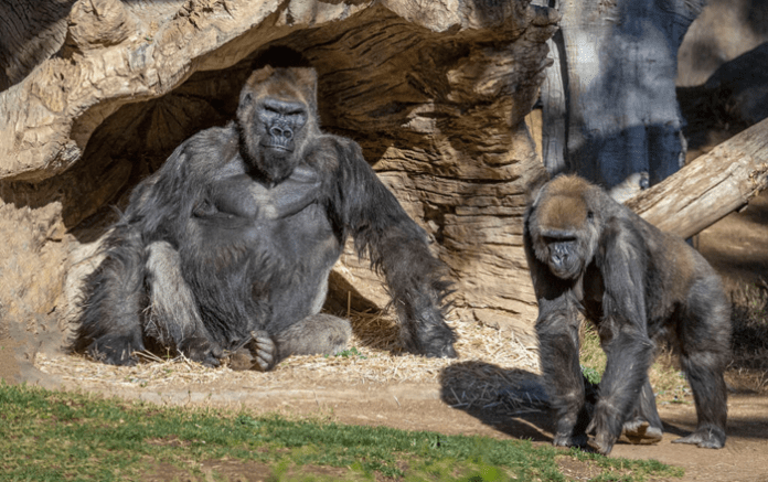 natur gorilla