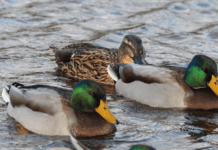 Tys-tys om udsætning af skydefugle til hobbyjagt