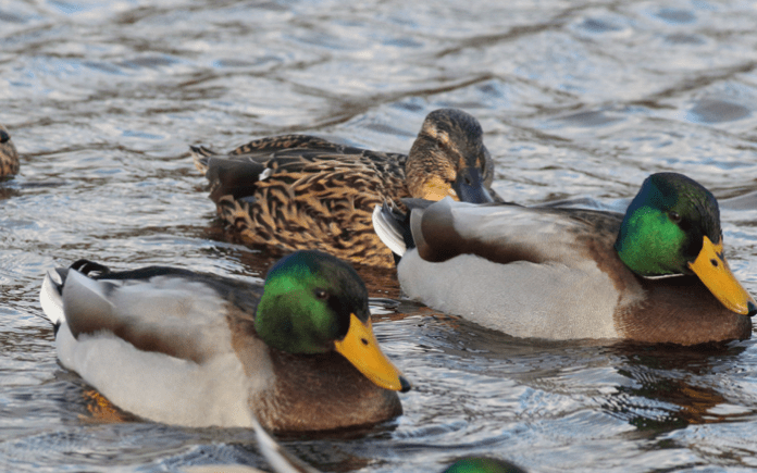 natur graaand 21-01