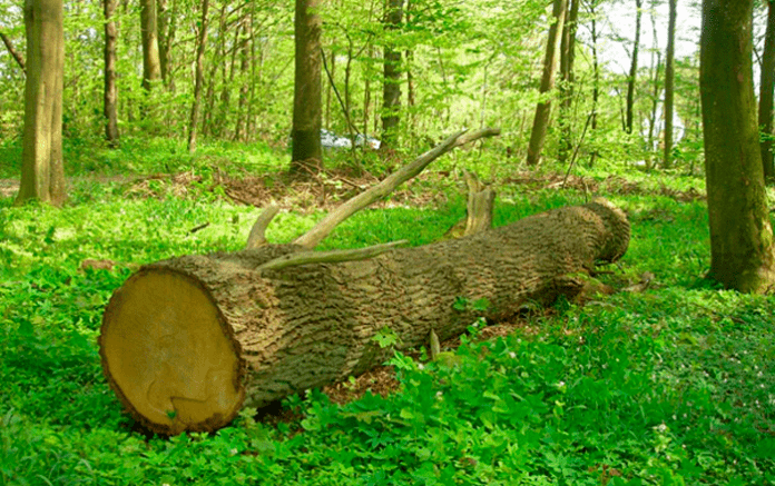 natur skov wium