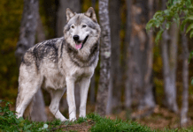 Små nyfødte ulveunger myldrer frem i Vestjylland