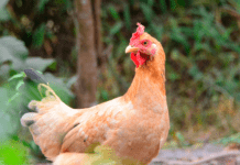 Hønsene må igen komme ud i det fri