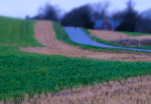 Tyskland har besluttet at udfase og forbyde glyfosat fra 2024