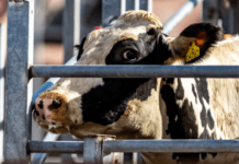 Tusindvis af drægtige køer sendes til slagtning med kalv i maven