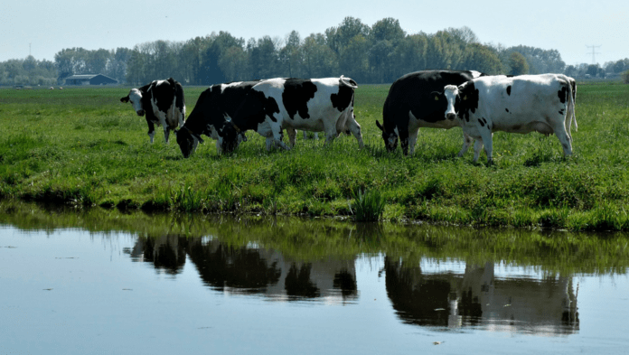 agro køer eng vand
