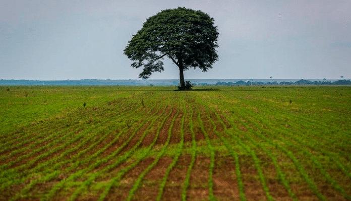 agro soja mark Amazonas