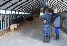 Landbruget skaber få job, men lobbyisterne fifler med tallene