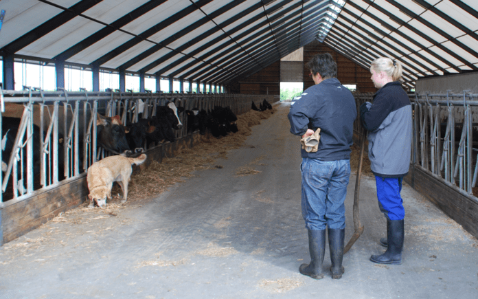 agro stald kvinder 1306