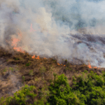 natur Amazonas skovrydning soja