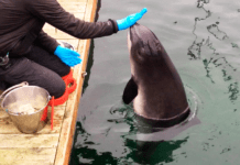 Vilde marsvin i havcenter skal sættes fri, kræver politikere