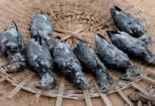 Truede papegøjer dræbes og sælges på woodoo-markeder i Afrika