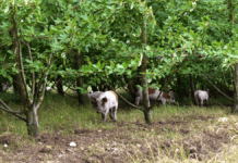 Nedtur for økologisk svinekød