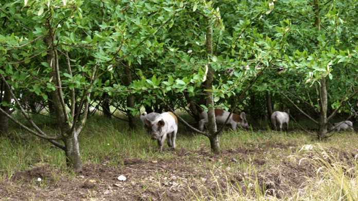 agro grise skov