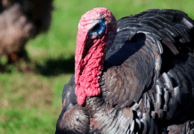 Fugleinfluenza rammer 36.000 kalkuner på Lolland