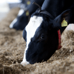 agro sortbroget ko i stald