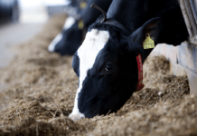 DN: Landbruget kan nå klimamål med færre dyr, mere natur og plantemad