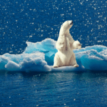 klima isbjørn isen smelter