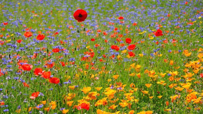 natur blomstereng