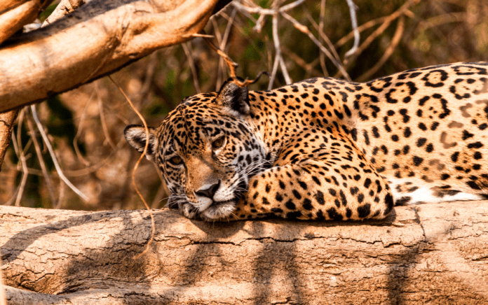 natur jaguar
