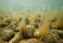 Regeringen klar med plan for beskyttelse af havets vilde natur