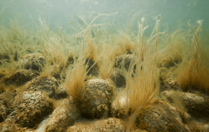natur undervandslandskab og stenrev