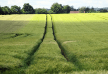 Overforbrug af sprøjtegift i dansk landbrug