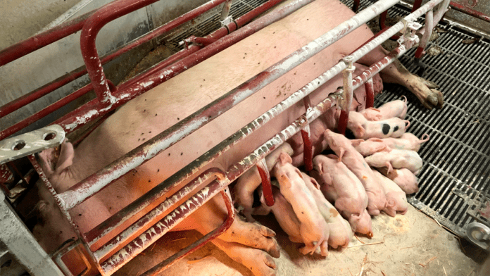 agro so med pattegrise