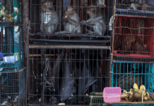 WHO vil lukke alle vådmarkeder, der kan sprede ny virus